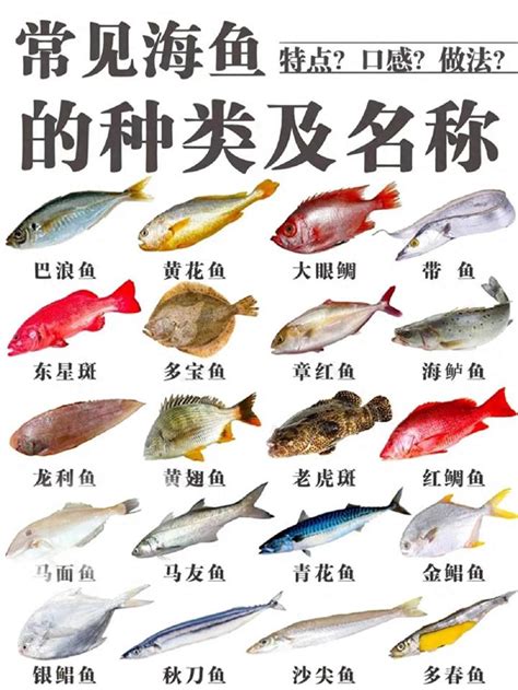 水中的魚|魚類：種類和特徵